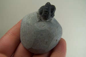 Trilobite fossil in matrix from Utah