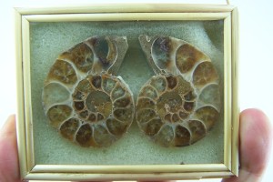 Sliced Ammonite fossil pair from Madagascar