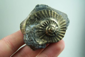 Ammonite fossil cast