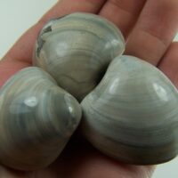 (3) Fossilized clams from Madagascar