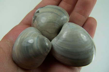 (3) Fossilized clams from Madagascar