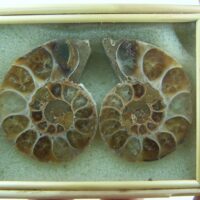 Sliced Ammonite fossil pair from Madagascar