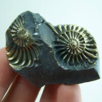 Ammonite fossil casts