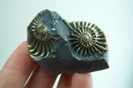 Ammonite fossil casts