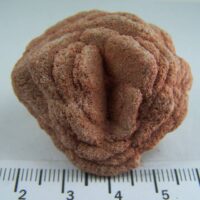 Desert Rose clusters from Norman Oklahoma!