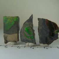 (3) Opalized “Ammolite” Ammonite fossil specimens from Alberta, Canada
