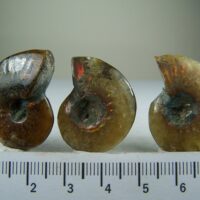 (3) Ammonite fossil shells from Madagascar